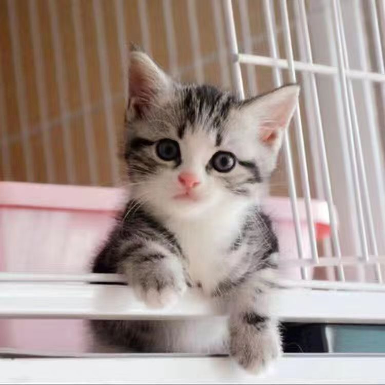 活物中华田园猫猫咪幼崽小奶猫橘猫橘白狸猫黑猫猫咪真猫宠物猫咪